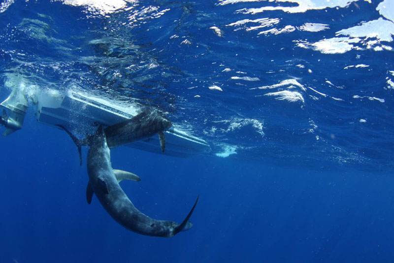 underwater photos of mako shark attacking marlin 4 Rare Underwater Photos of a Shark Attacking a Marlin