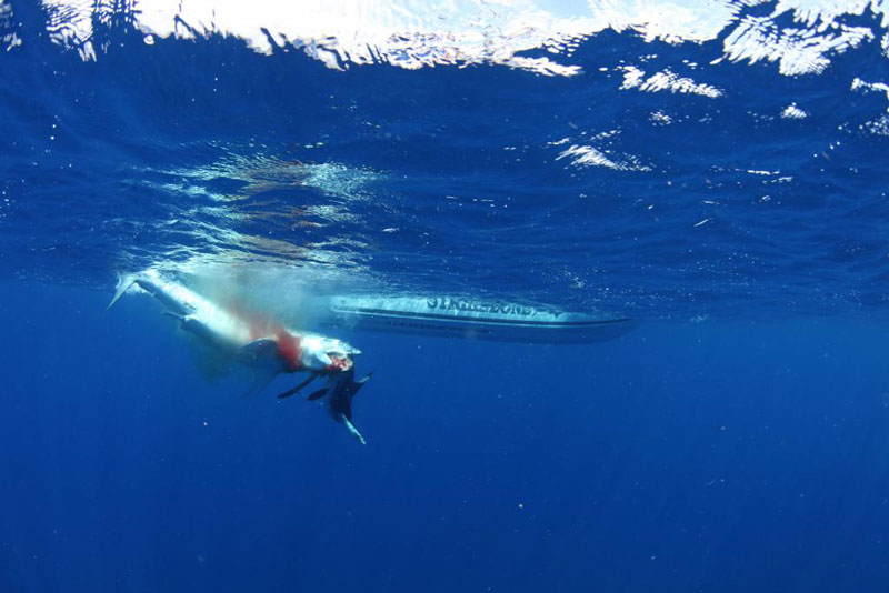underwater photos of mako shark attacking marlin 5 Rare Underwater Photos of a Shark Attacking a Marlin