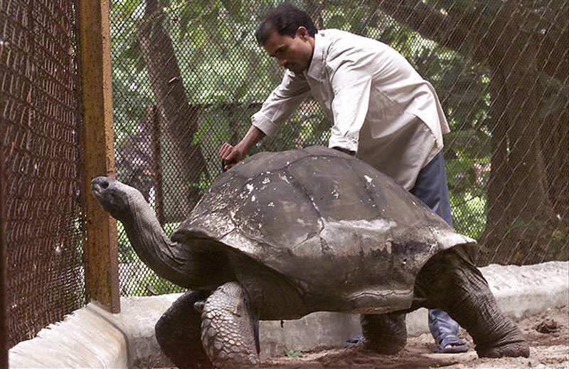 adwaita aldabra tortoise oldest in the world These are Some of the Oldest Living Things in the World