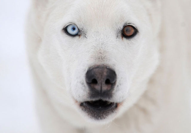 animals with different colored eyes 20 Animals with Two Different Colored Eyes