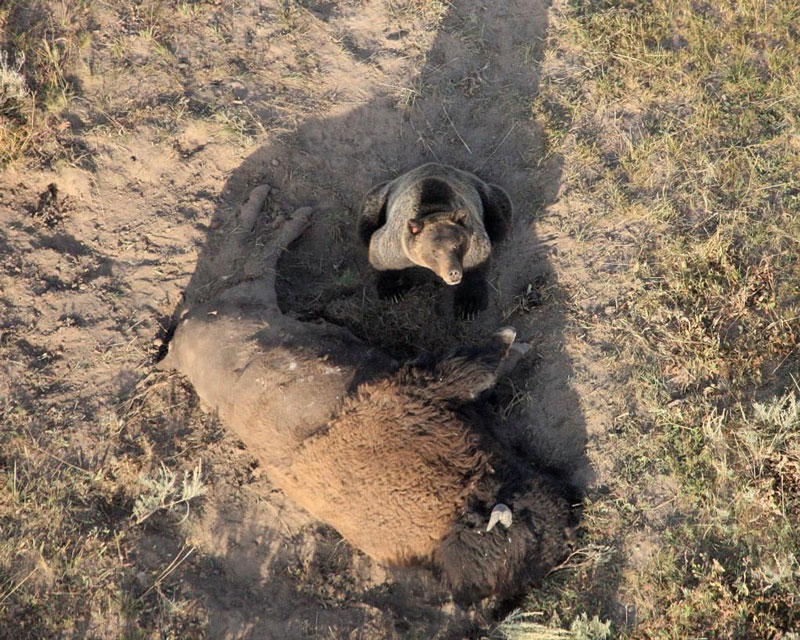 bear guarding its kill looking up aerial Picture of the Day: A Grizzly Bear Guards Its Meal