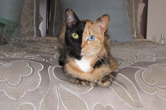 cat with different colored eyes 1 20 Animals with Two Different Colored Eyes