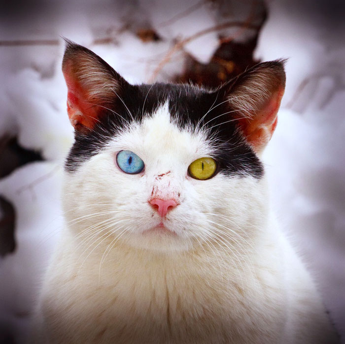 cat with different colored eyes 2 20 Animals with Two Different Colored Eyes