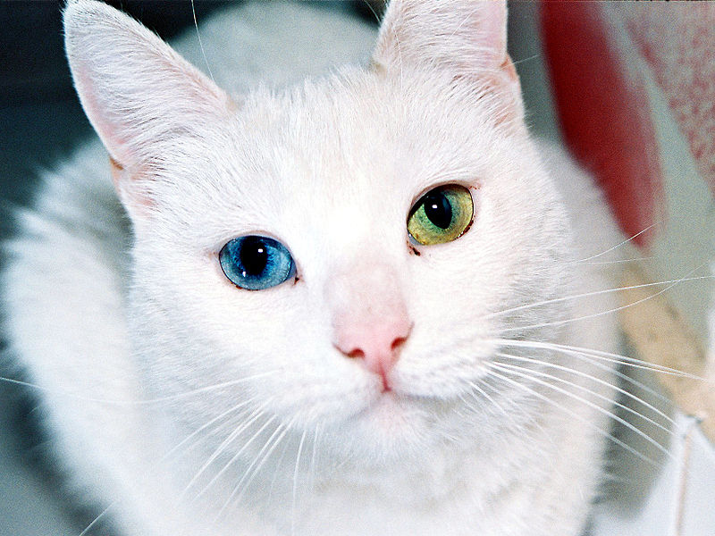 cat with two different colored eyes 20 Animals with Two Different Colored Eyes