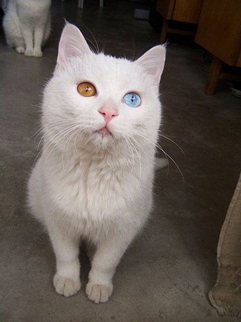 cat with two eyes colors heterochromia The Cutest Cross Eyed Cat Ever [9 pics]