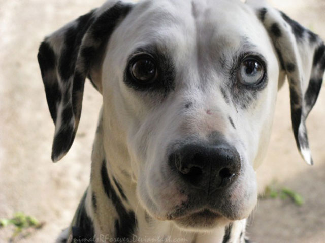 dalmation with different colored eyes heterochromia 20 Animals with Two Different Colored Eyes