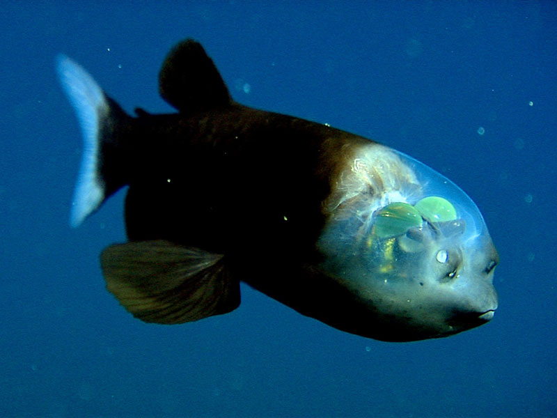 fish with transparent head barreleye spook fish 1 Fish Creates Beautiful Sand Art in the Name of Love