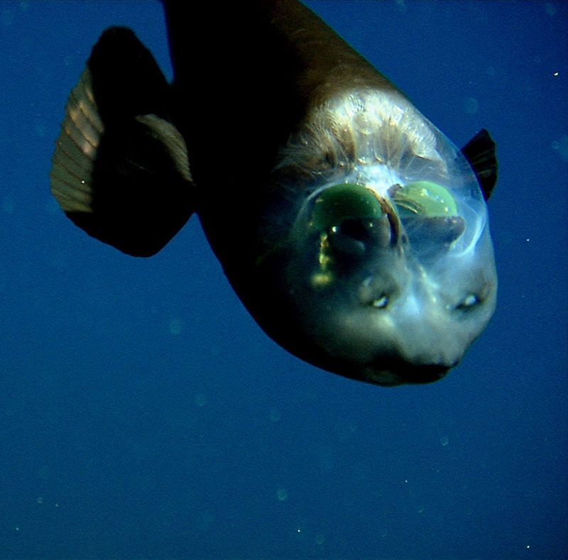 fish with transparent head barreleye spook fish 2 The Fish With the Transparent Head
