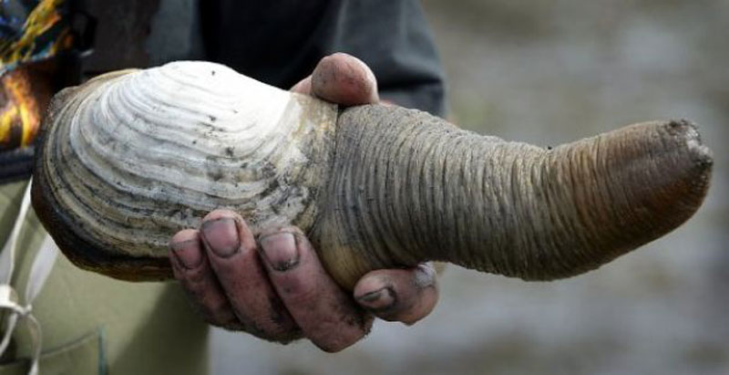 geoduck 10 Animals that Lived Longer than the Oldest Known Human