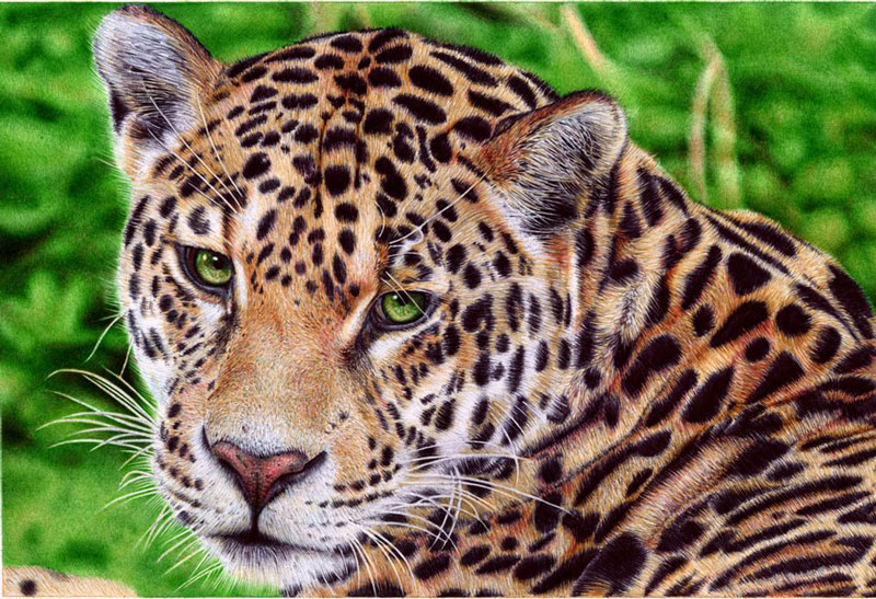 jaguar   ballpoint pen by vianaarts Hyperrealistic Portraits Using Only Ballpoint Pens