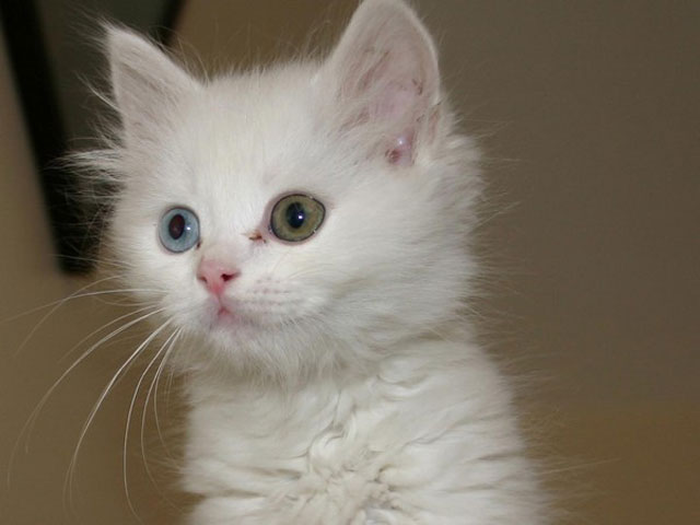 kitten with different colored eyes heterochromia 1 20 Animals with Two Different Colored Eyes