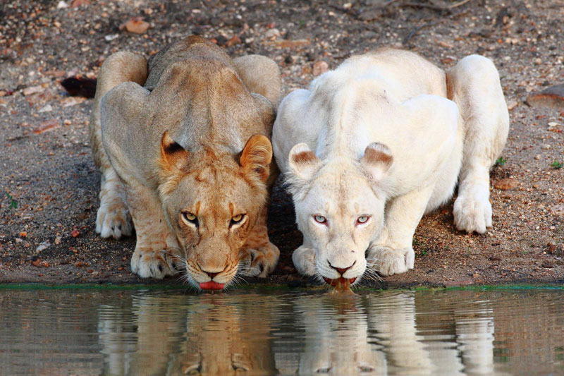 lionesses white lion drinking at the watering hole Picture of the Day: Lionesses at the Watering Hole
