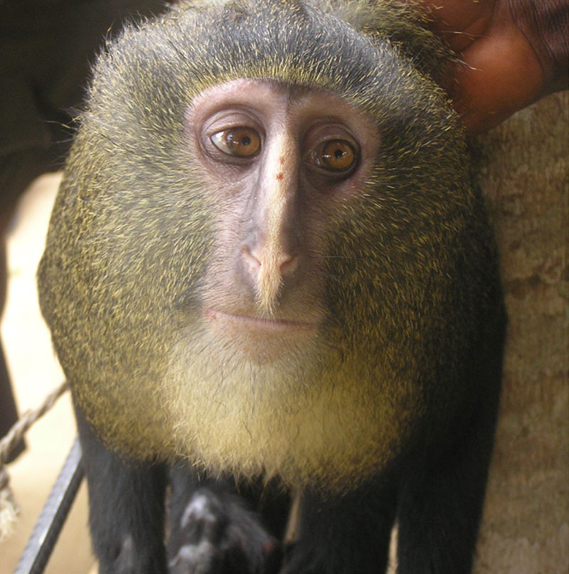 new monkey discovered in congo lesula cercopithecus lomamiensis 1 Fish Creates Beautiful Sand Art in the Name of Love