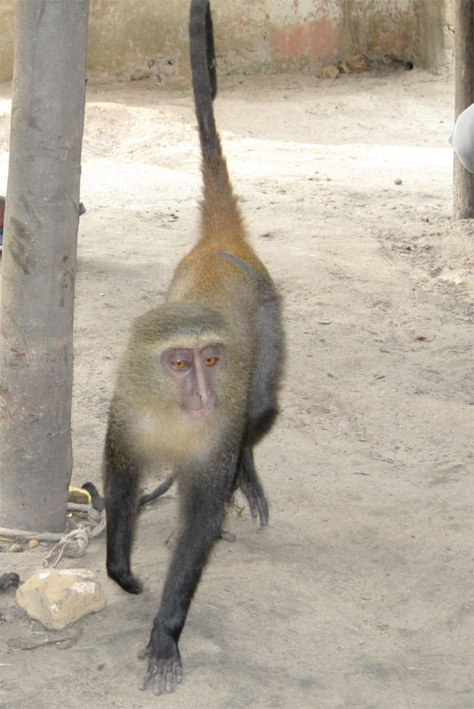 new monkey discovered in congo lesula cercopithecus lomamiensis 2 First New Monkey in 28 Years Discovered in the Congo