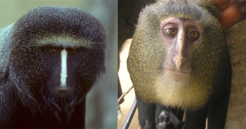 new monkey discovered in congo lesula cercopithecus lomamiensis 3 First New Monkey in 28 Years Discovered in the Congo