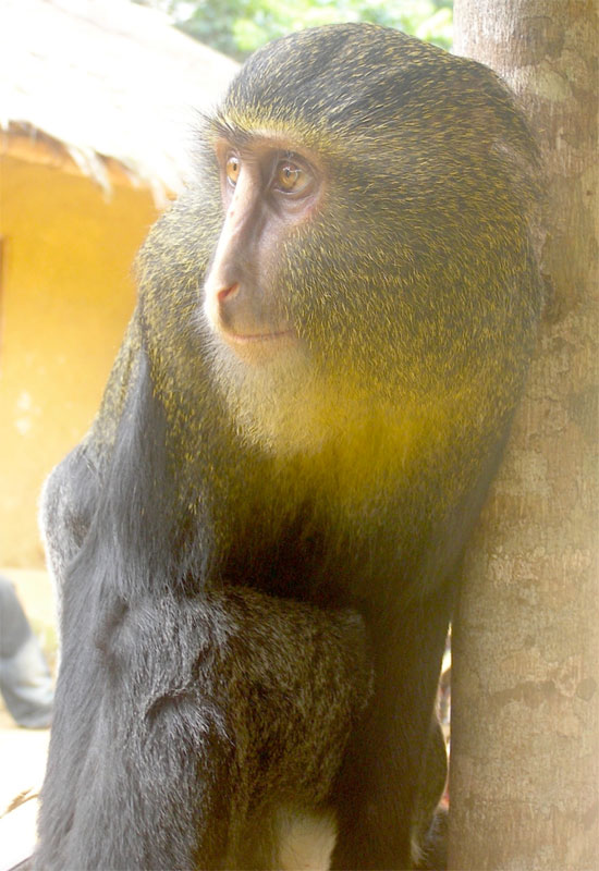 new monkey discovered in congo lesula cercopithecus lomamiensis 6 First New Monkey in 28 Years Discovered in the Congo
