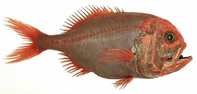 orange roughy 10 Animals that Lived Longer than the Oldest Known Human