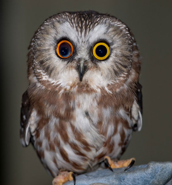owl with different colored eyes 20 Animals with Two Different Colored Eyes