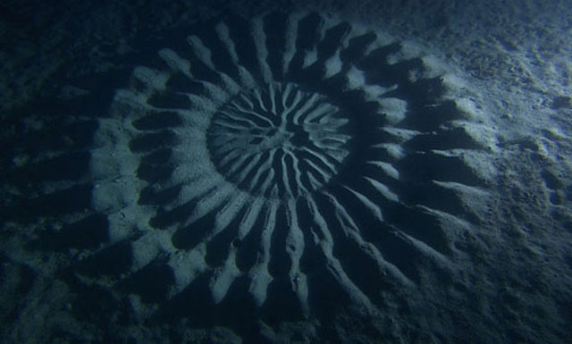 puffer fish creates circular patterns in sand on sea floor to attract females for mating 2 Mystery Bug Builds Fence Around Eggs and Nobody Knows Why