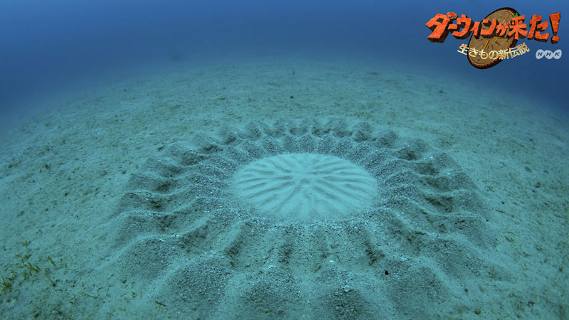 puffer fish creates circular patterns in sand on sea floor to attract females for mating 5 Fish Creates Beautiful Sand Art in the Name of Love