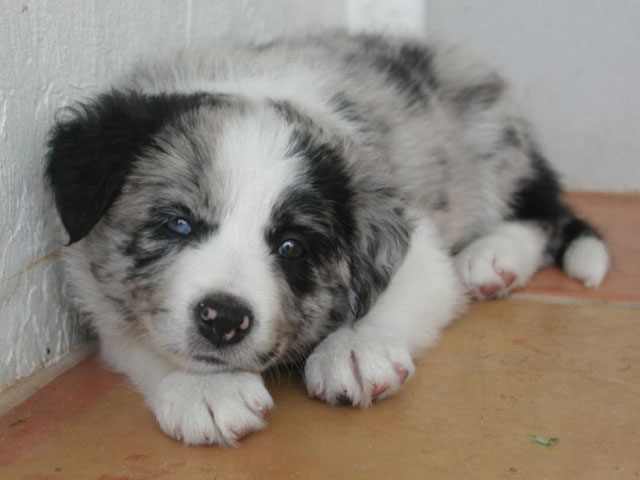 puppy with different colored eyes heterochromia 1 20 Animals with Two Different Colored Eyes