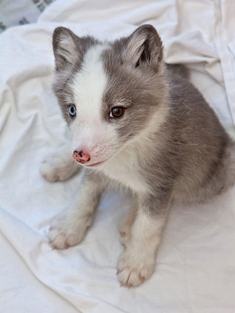 puppy with different colored eyes heterochromia 2 20 Animals with Two Different Colored Eyes
