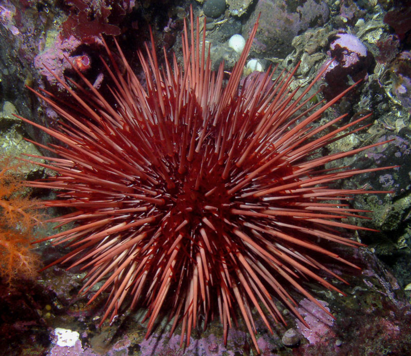 red sea urchin 10 Animals that Lived Longer than the Oldest Known Human
