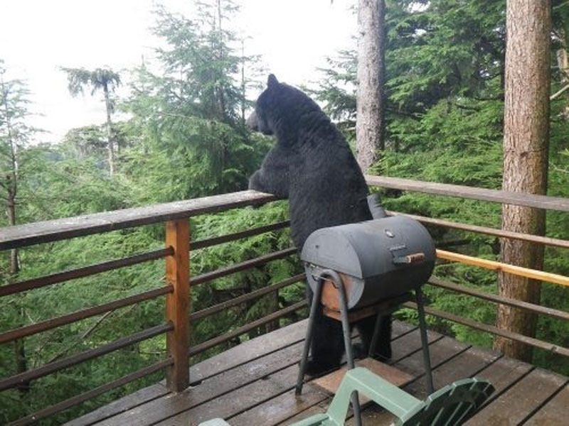 thinking bear standing on deck looking out at forest The Shirk Report   Volume 181