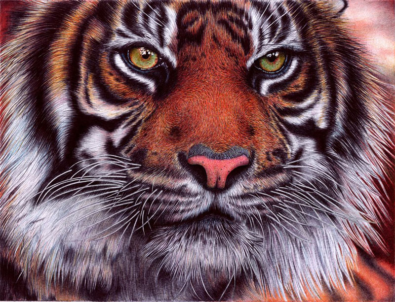 tiger   bic ballpoint pen by vianaarts Hyperrealistic Portraits Using Only Ballpoint Pens