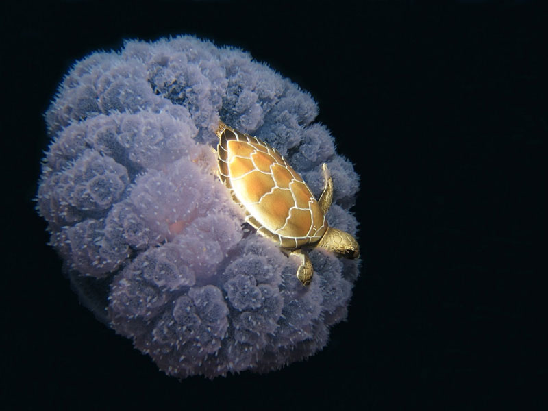 turtle riding a jellyfish Picture of the Day: Turtle Riding a Jellyfish
