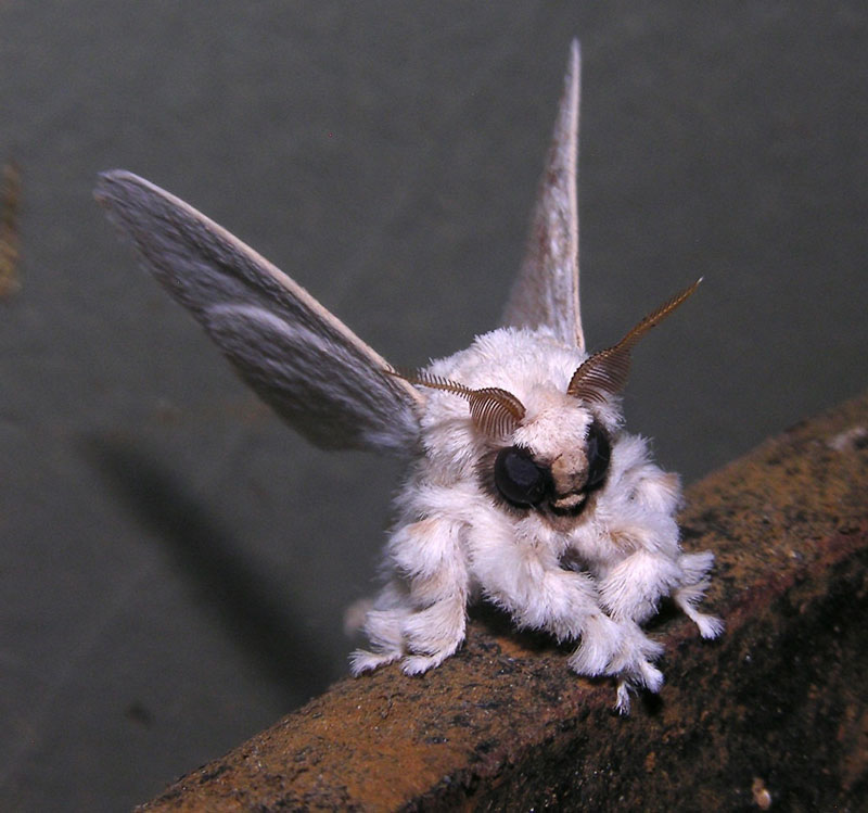venezuelan poodle moth Picture of the Day: The Venezuelan Poodle Moth