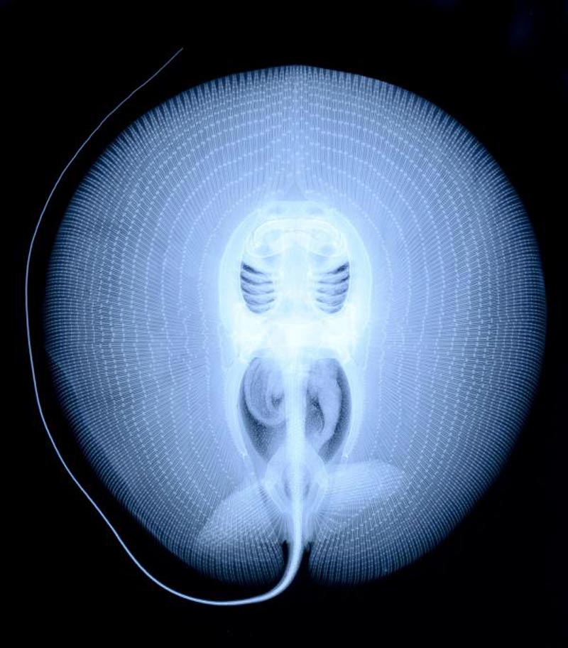 x ray of a stingray The Top 75 Pictures of the Day for 2012