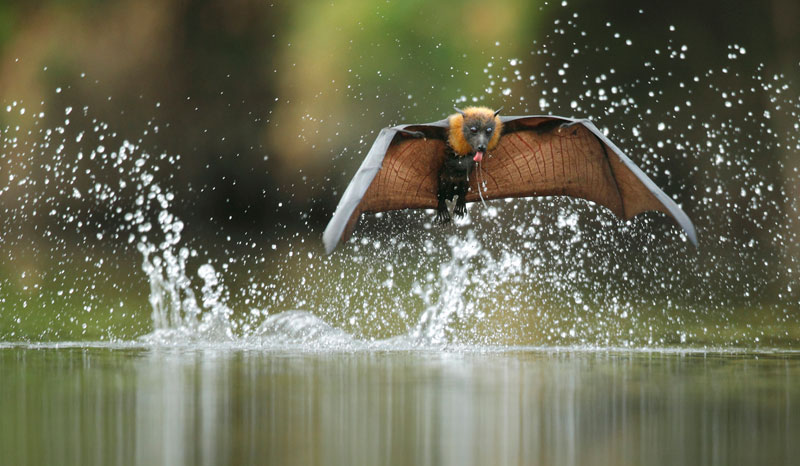021 ofer levy israel australia fly by drinking Highlights from the 2012 Wildlife Photographer of the Year