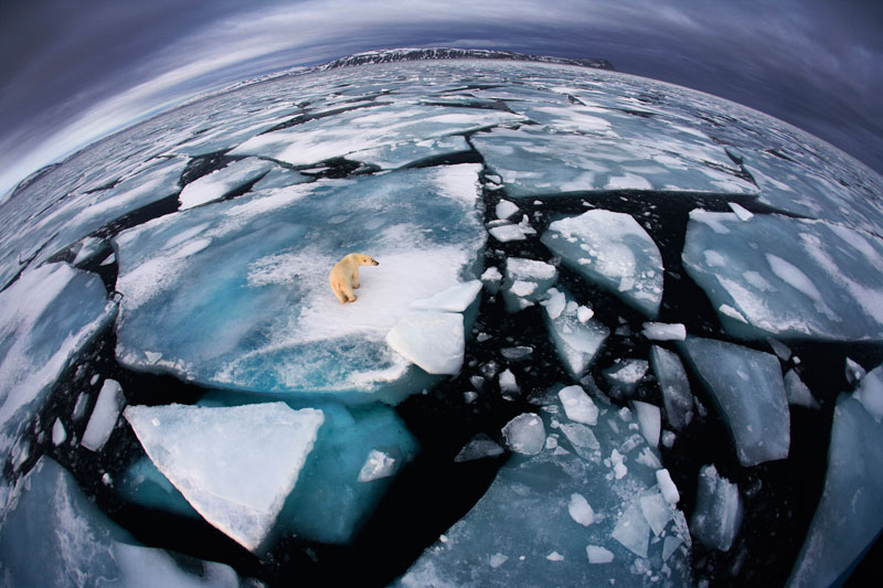 025r anna henly uk ice matters Highlights from the 2012 Wildlife Photographer of the Year