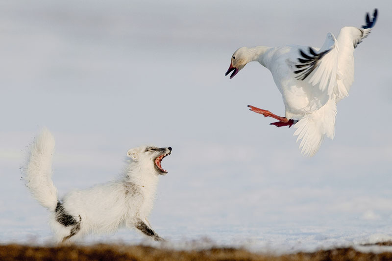 042 sergey gorshkov russia the duel Highlights from the 2012 Wildlife Photographer of the Year