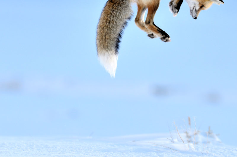 048 richard peters uk snow pounce Highlights from the 2012 Wildlife Photographer of the Year