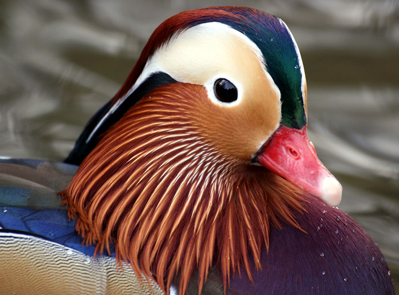 mandarin duck closeup The Worlds Most Colorful Duck