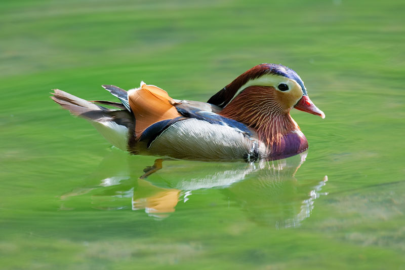 mandarin duck in water The Worlds Most Colorful Duck