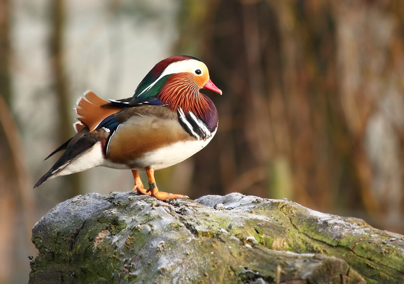 mandarin duck standing The Worlds Most Colorful Duck