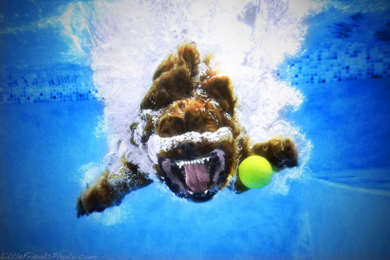 photo of dog underwater buster cavalierkingcharlesspaniel 6years 10 Hilarious Portraits of Dogs Underwater