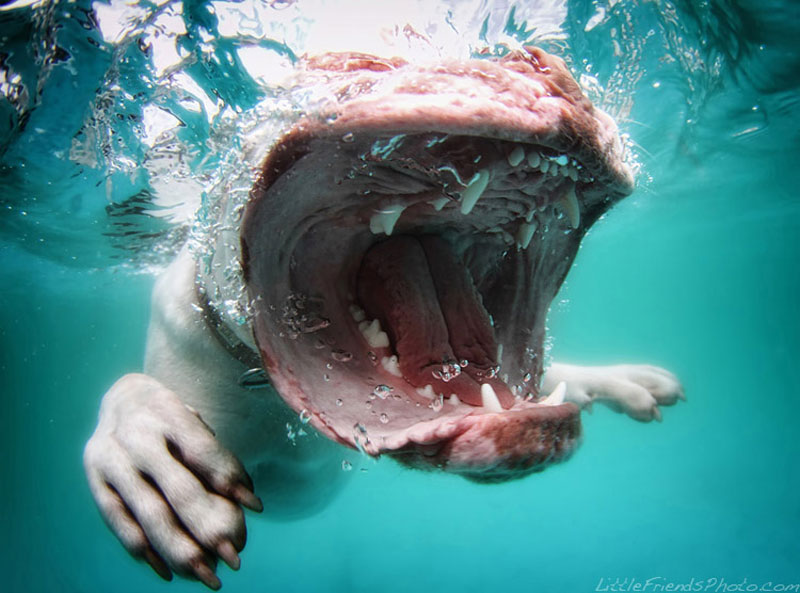 photo of dog underwater coraline oldeenglishbulldogge 2years 10 Hilarious Portraits of Dogs Underwater