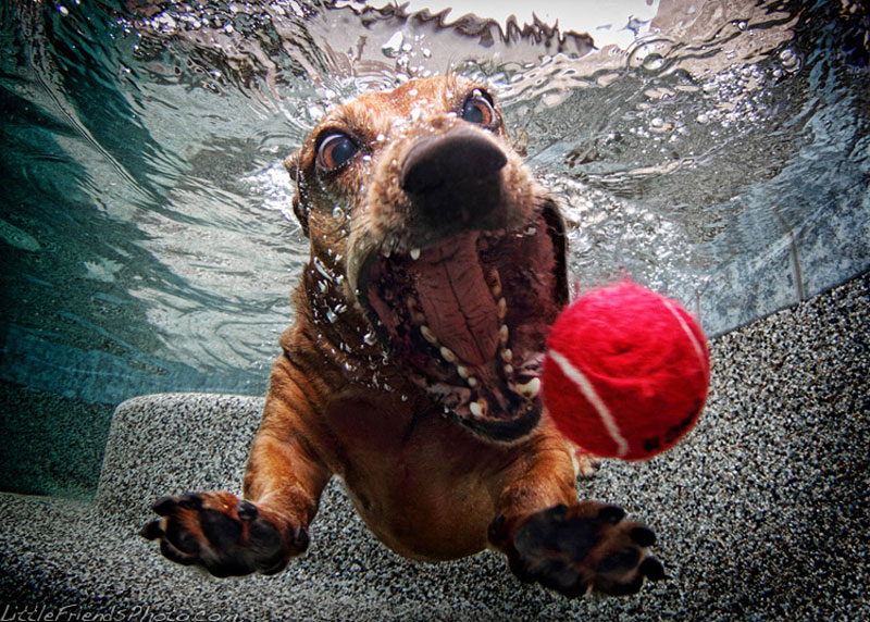 photo of dog underwater foster dachshund 6years 10 Hilarious Portraits of Dogs Underwater