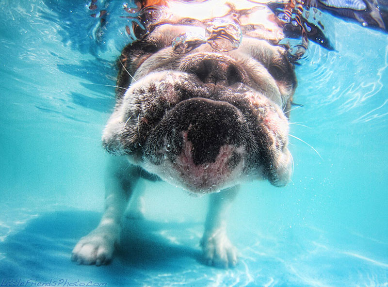 photo of dog underwater herbie englishbulldog 2years 10 Hilarious Portraits of Dogs Underwater