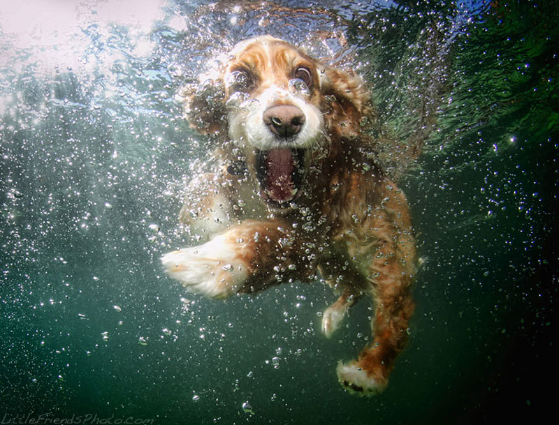 photo of dog underwater oshi cockerspaniel 6years 10 Hilarious Portraits of Dogs Underwater