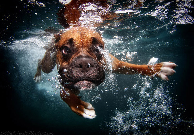 photo of dog underwater rex boxer 3years 10 Hilarious Portraits of Dogs Underwater
