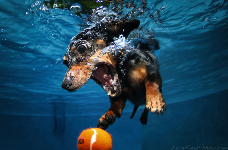 photo of dog underwater rhoda dachshund 7years 10 Hilarious Portraits of Dogs Underwater