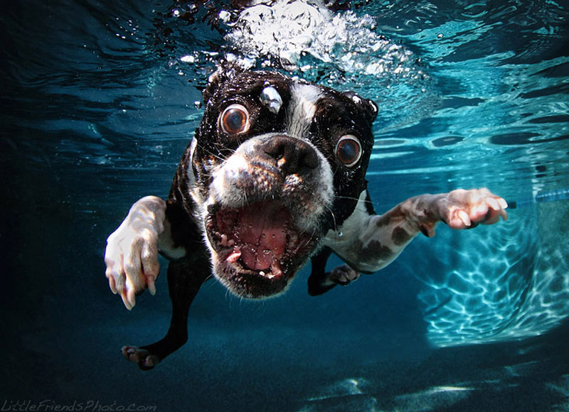 photo of dog underwater rocco bostonterrier 7years 10 Hilarious Portraits of Dogs Underwater