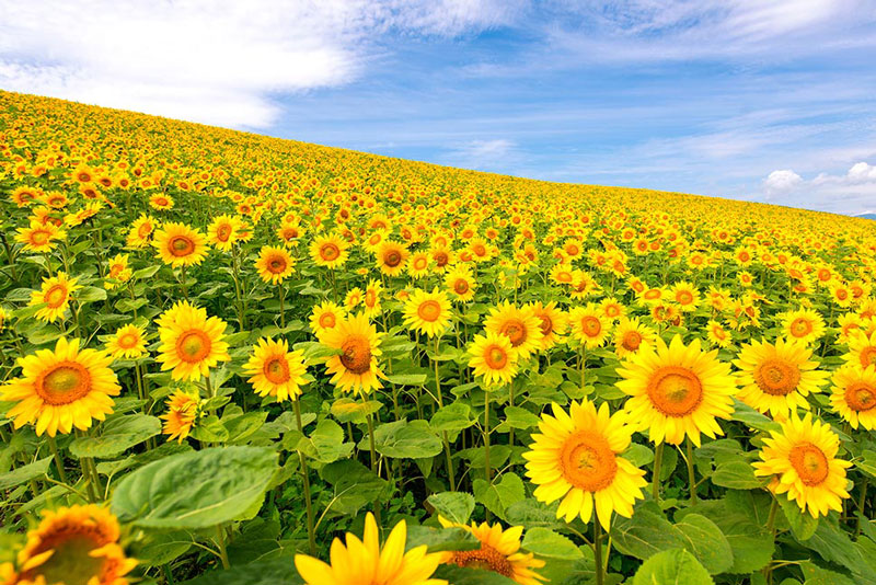 sunflower field daisetsuzan national park japan Picture of the Day: A Sea of Sunflowers in Japan