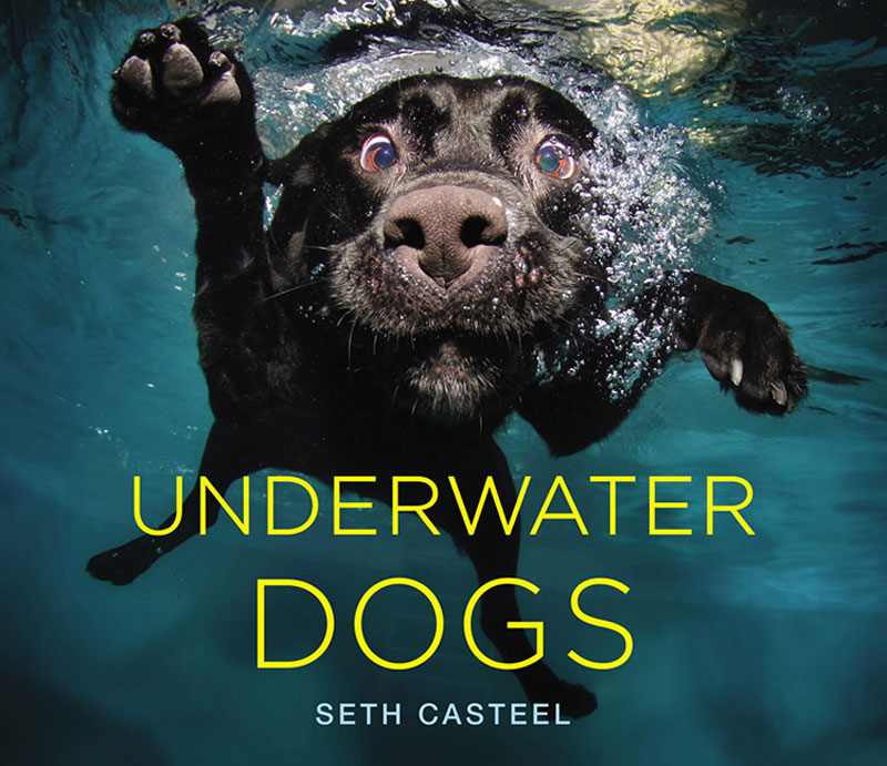 underwater dogs seth casteel 10 Hilarious Portraits of Dogs Underwater