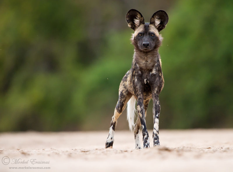 african wild dog lycaon pictus Picture of the Day: The African Wild Dog